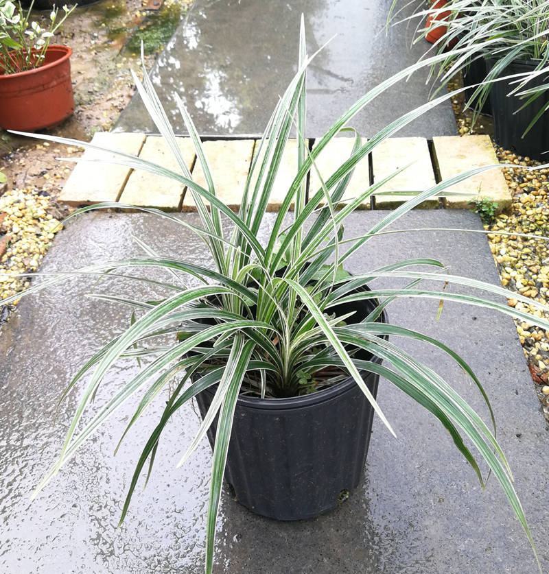花镜植物观赏草银边麦冬盆栽苗常绿银纹沿阶草金边麦冬盆栽