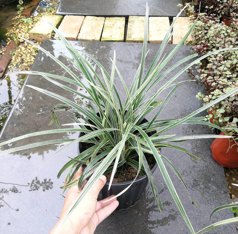 花镜植物观赏草银边麦冬盆栽苗常绿银纹沿阶草金边麦冬盆栽