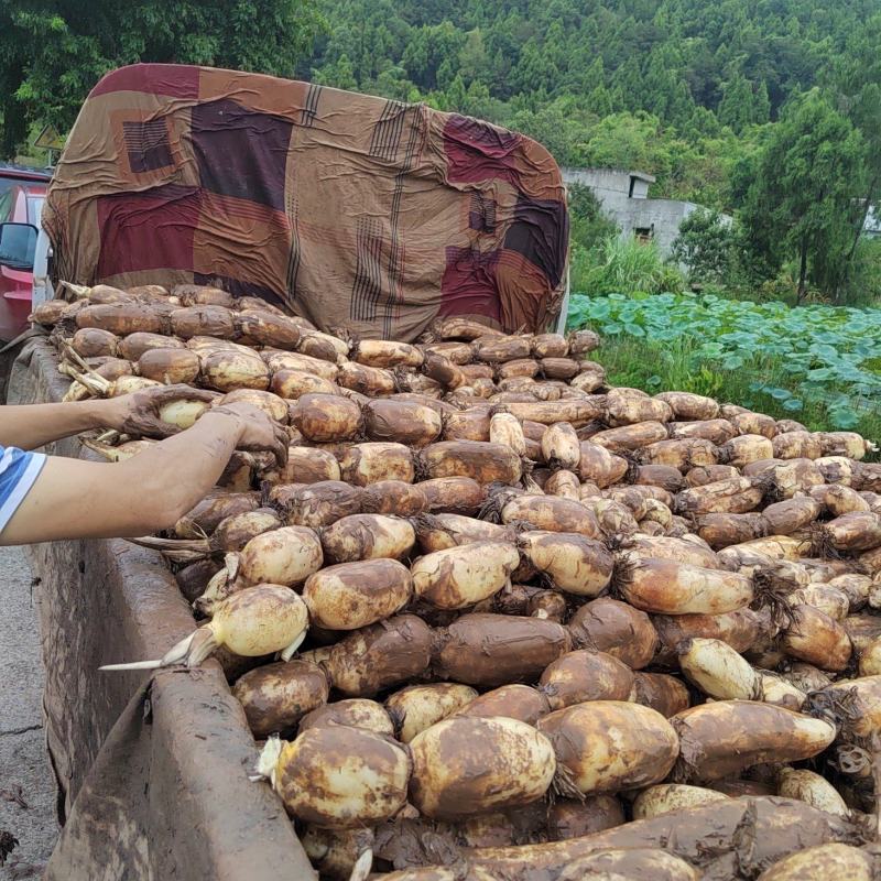 大英县莲藕水枪，手工现挖现装种植基地发货