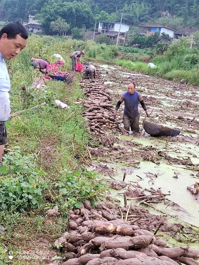 大英县莲藕水枪，手工现挖现装种植基地发货