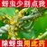 高针15%高效氯氟氰菊酯吡虫啉小麦蚜虫吸浆虫正品农药杀虫