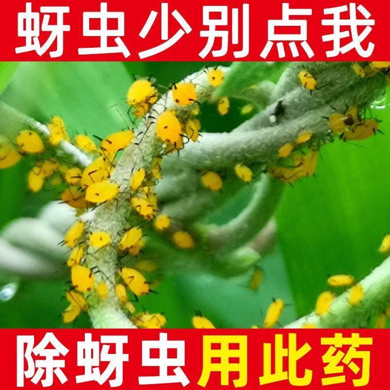 高针15%高效氯氟氰菊酯吡虫啉小麦蚜虫吸浆虫正品农药杀虫