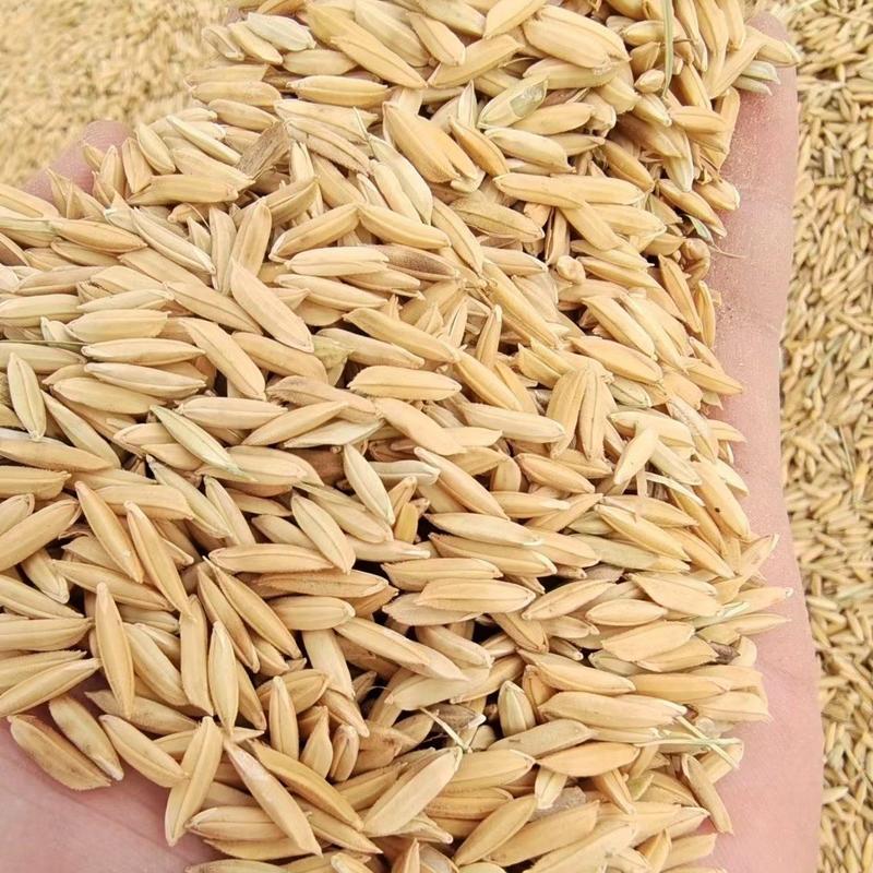稻谷优质丰良优大量上市中，物美价廉，产地直发。
