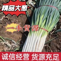 隆尧大葱新鲜大葱量大从优保质保量欢迎电话联系