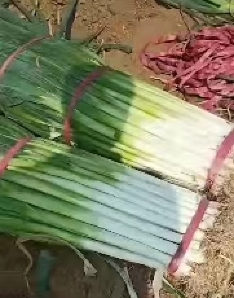 隆尧大葱新鲜大葱量大从优保质保量欢迎电话联系