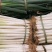 隆尧大葱新鲜大葱量大从优保质保量欢迎电话联系