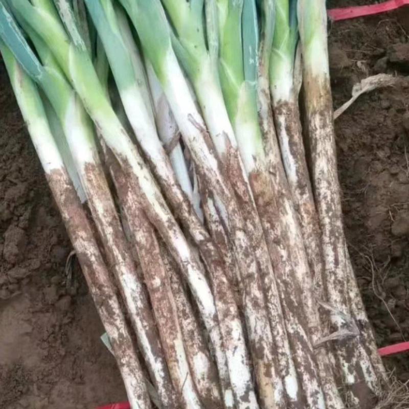 隆尧大葱新鲜大葱量大从优保质保量欢迎电话联系