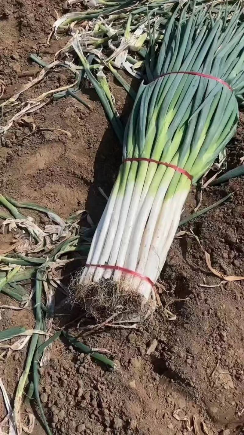 隆尧大葱新鲜大葱量大从优保质保量欢迎电话联系