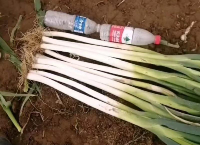 隆尧大葱新鲜大葱量大从优保质保量欢迎电话联系