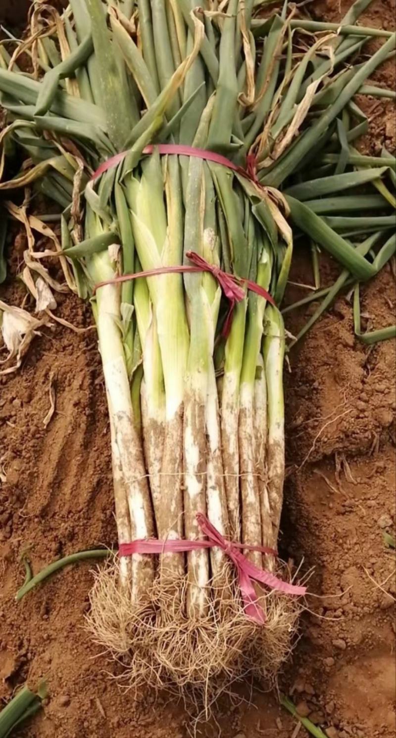 隆尧大葱新鲜大葱量大从优保质保量欢迎电话联系