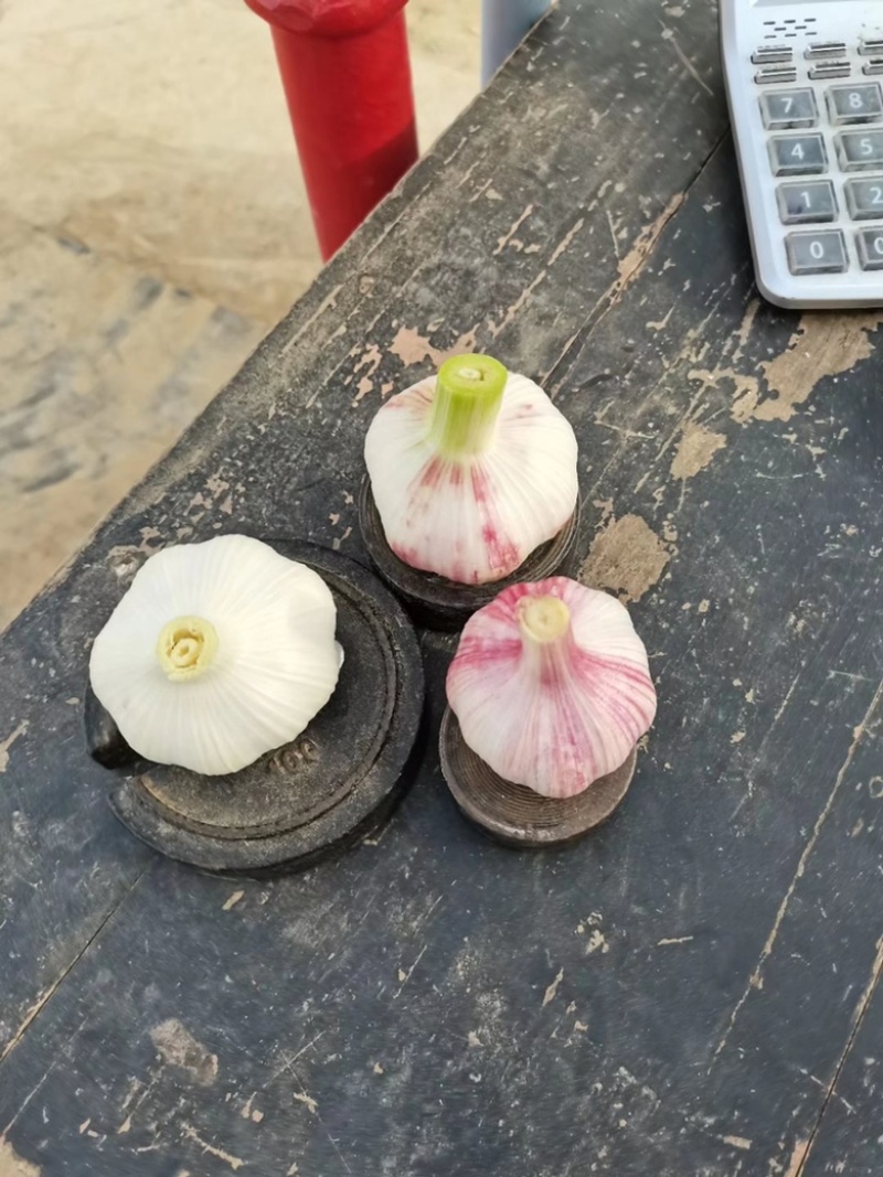 徐州紫皮鲜蒜干蒜基地，一手货源，质量保证