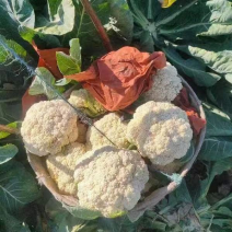 昌黎杨萌蔬菜供应链（小米有机花，甘蓝）
