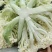 昌黎杨萌蔬菜供应链（小米有机花，甘蓝）