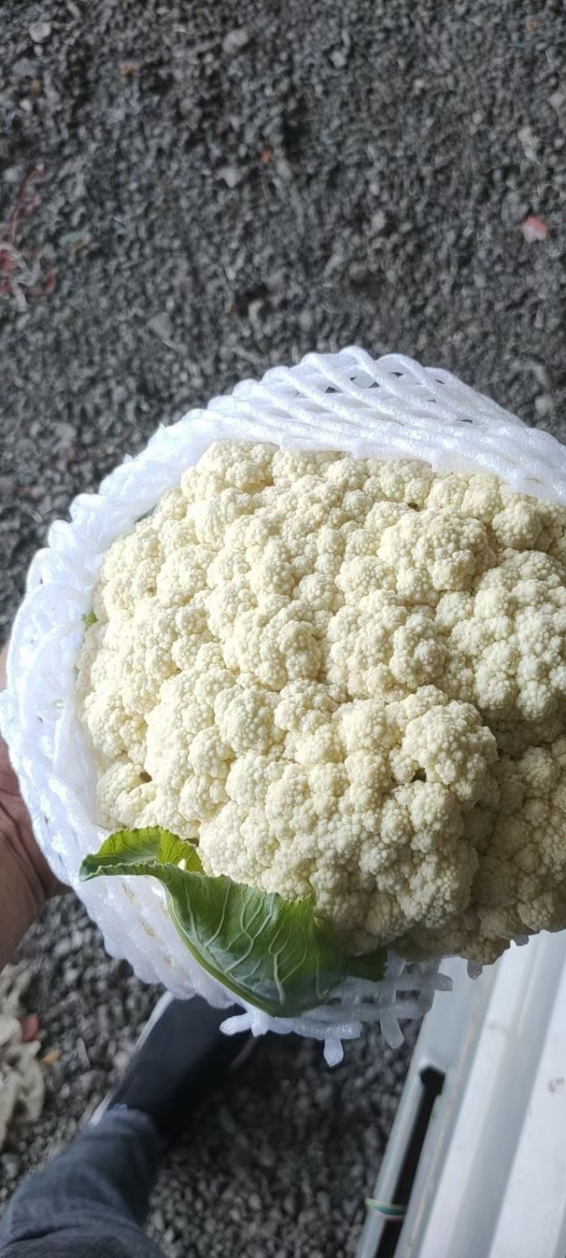 昌黎杨萌蔬菜供应链（小米有机花，甘蓝）