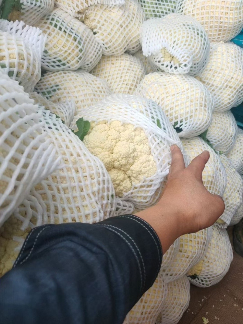 昌黎杨萌蔬菜供应链（小米有机花，甘蓝）