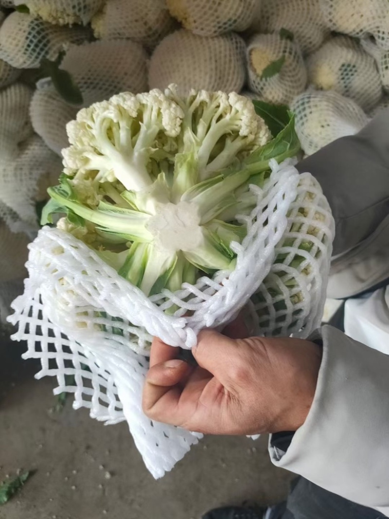 昌黎杨萌蔬菜供应链（小米有机花，甘蓝）