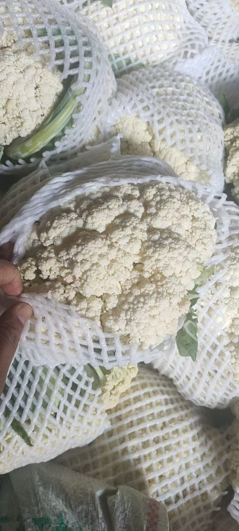 昌黎杨萌蔬菜供应链（小米有机花，甘蓝）