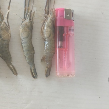 河虾草虾