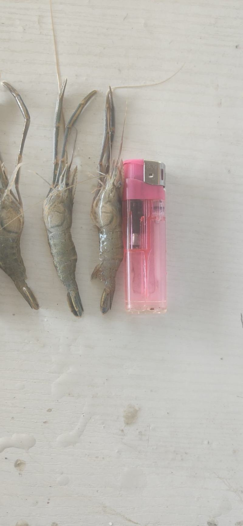 河虾草虾