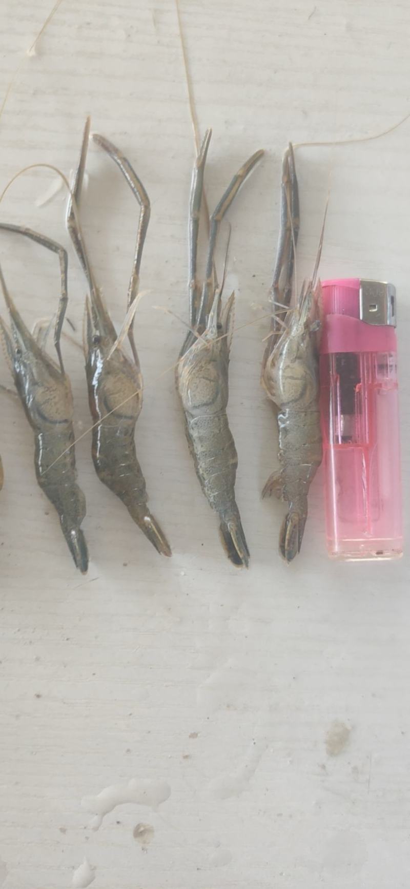 河虾草虾