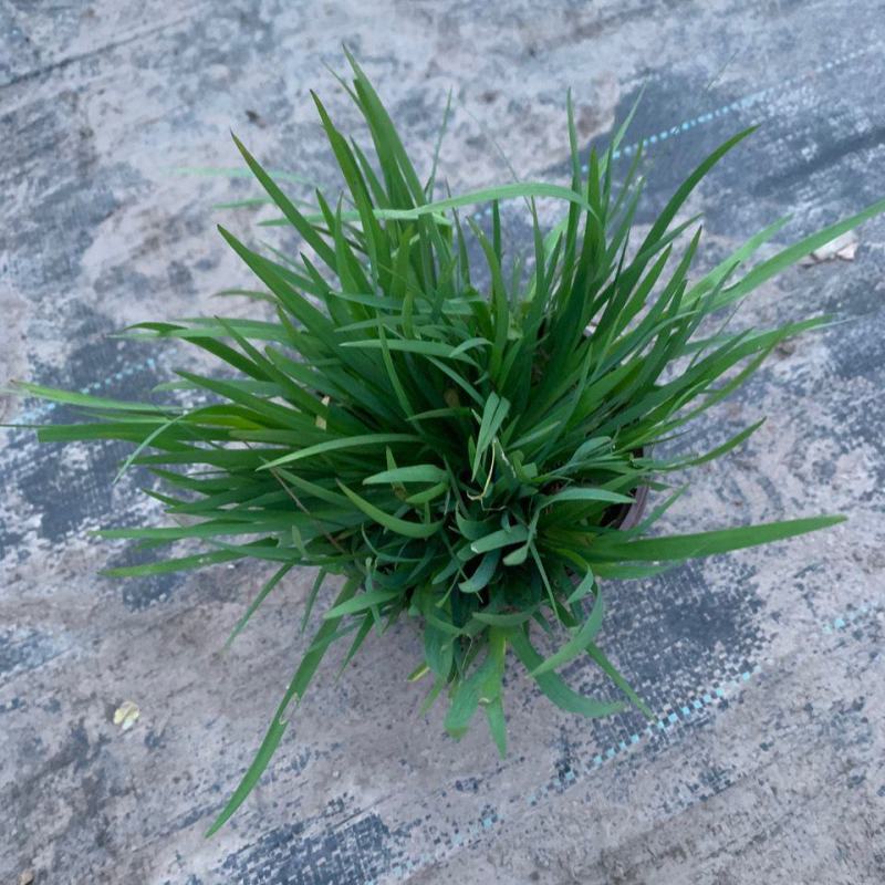 庭菖蒲耐寒庭院花境阳台盆栽庭院坛矮生植物岩石边北方可过