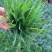 庭菖蒲耐寒庭院花境阳台盆栽庭院坛矮生植物岩石边北方可过