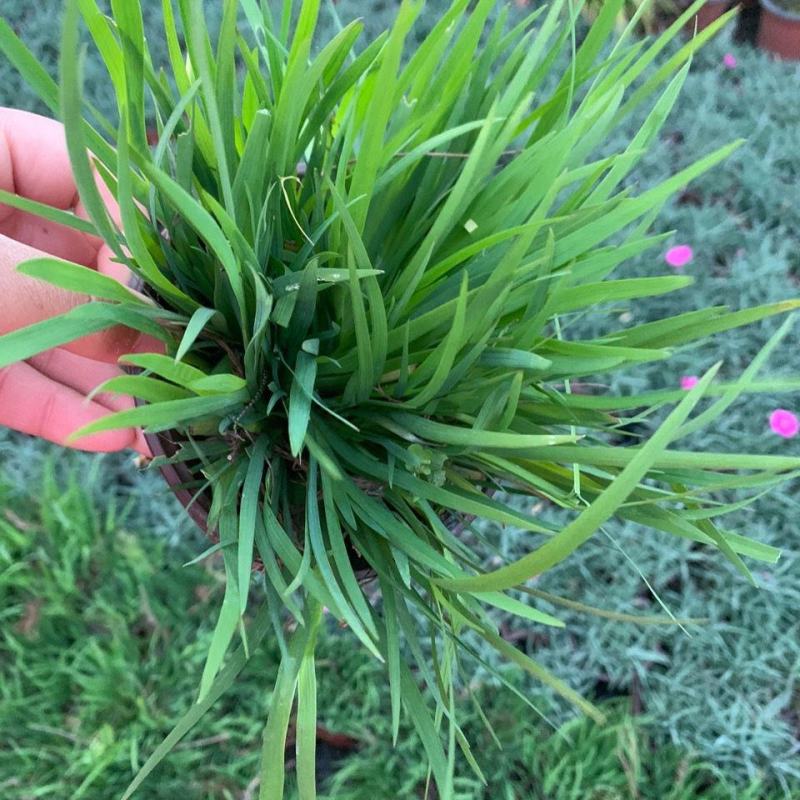 庭菖蒲耐寒庭院花境阳台盆栽庭院坛矮生植物岩石边北方可过