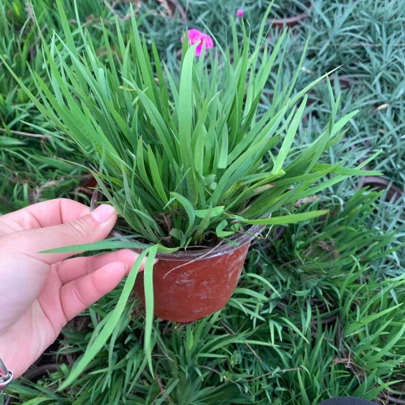 庭菖蒲耐寒庭院花境阳台盆栽庭院坛矮生植物岩石边北方可过