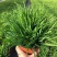 庭菖蒲耐寒庭院花境阳台盆栽庭院坛矮生植物岩石边北方可过