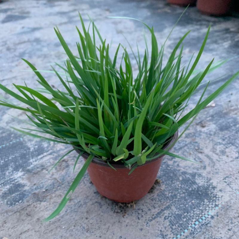 庭菖蒲耐寒庭院花境阳台盆栽庭院坛矮生植物岩石边北方可过