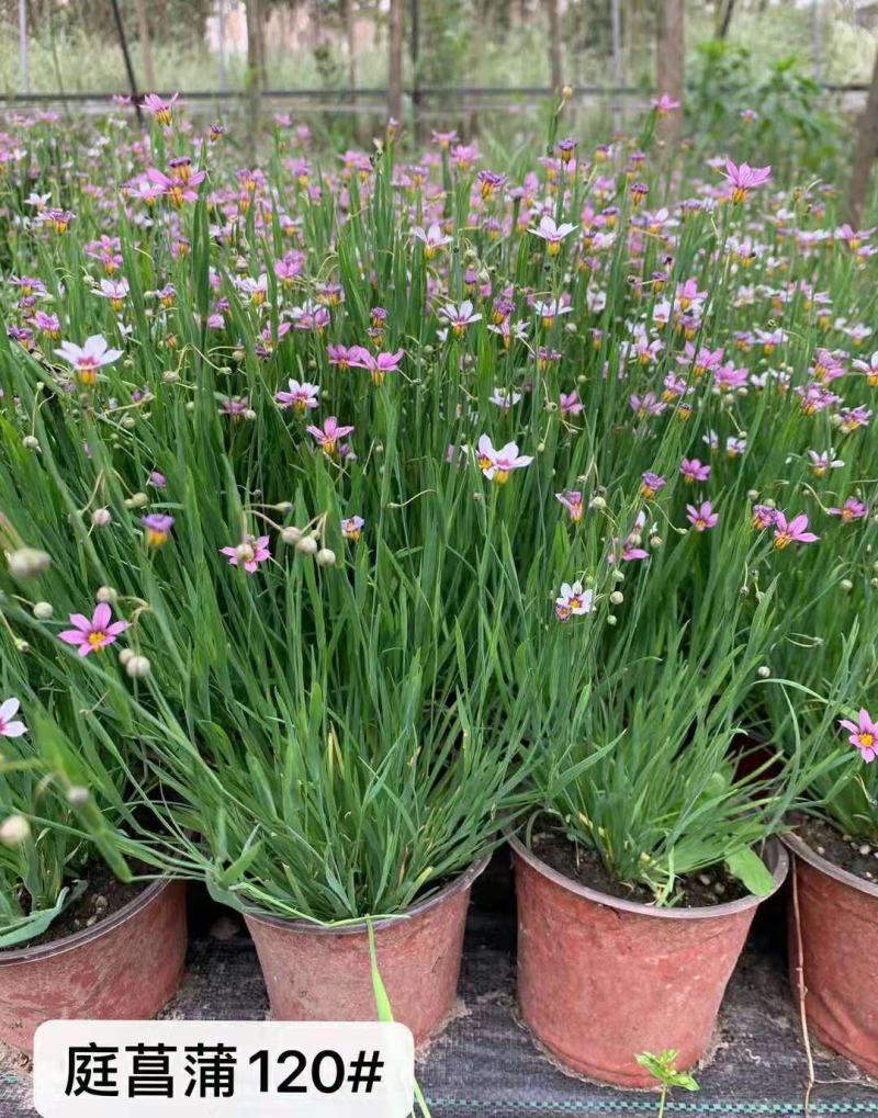 庭菖蒲耐寒庭院花境阳台盆栽庭院坛矮生植物岩石边北方可过
