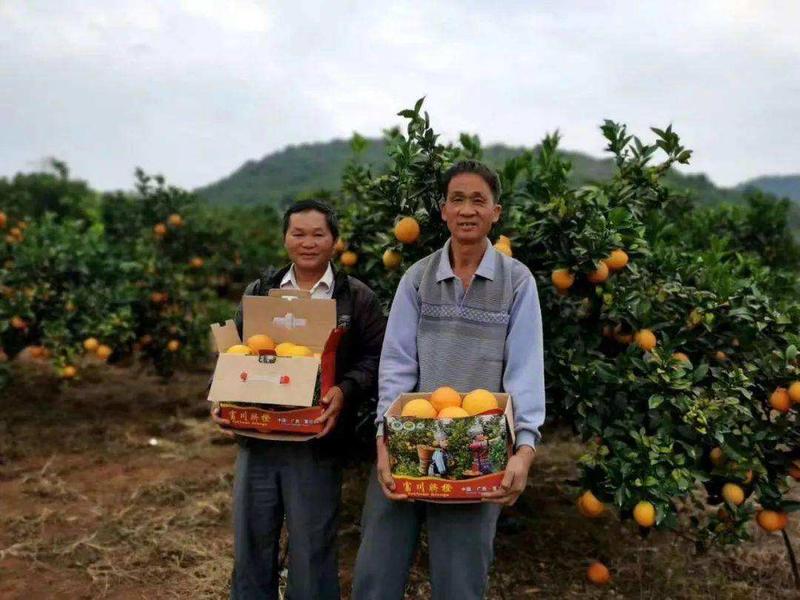 脐橙大量上市，招全国各地实力老板，可代发各地