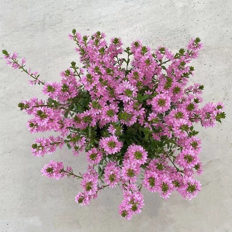 紫扇花盆栽花卉多年生耐热常绿耐寒植物阳台庭院花园好养趣味