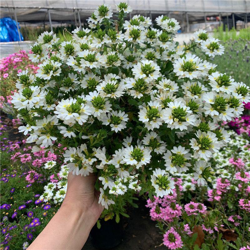 紫扇花盆栽花卉多年生耐热常绿耐寒植物阳台庭院花园好养趣味