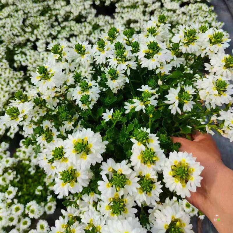 紫扇花盆栽花卉多年生耐热常绿耐寒植物阳台庭院花园好养趣味
