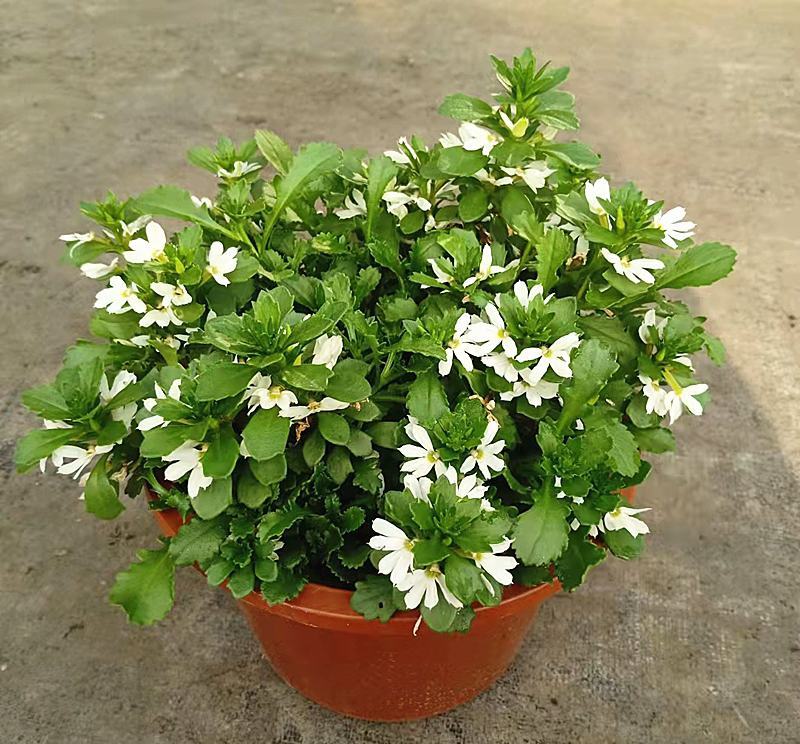 紫扇花盆栽花卉多年生耐热常绿耐寒植物阳台庭院花园好养趣味