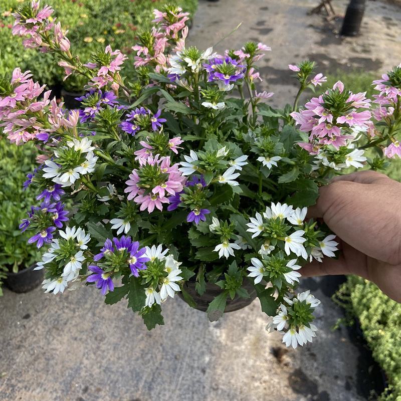 紫扇花盆栽花卉多年生耐热常绿耐寒植物阳台庭院花园好养趣味