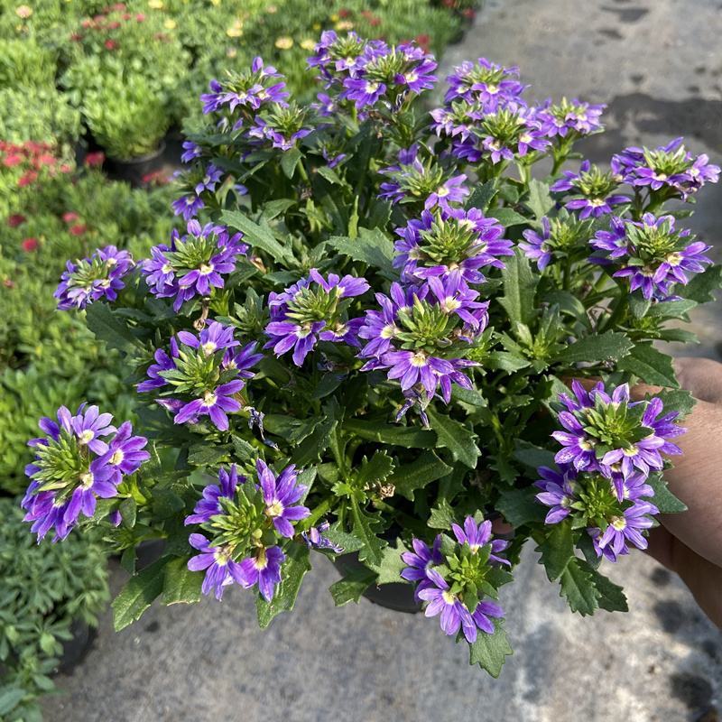 紫扇花盆栽花卉多年生耐热常绿耐寒植物阳台庭院花园好养趣味