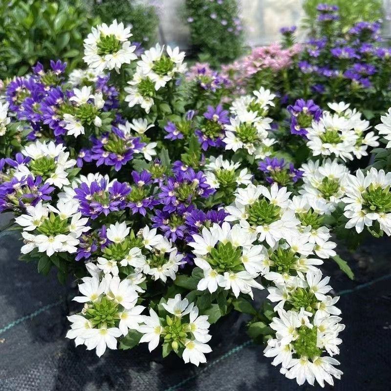 紫扇花盆栽花卉多年生耐热常绿耐寒植物阳台庭院花园好养趣味