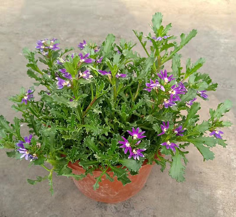 紫扇花盆栽花卉多年生耐热常绿耐寒植物阳台庭院花园好养趣味
