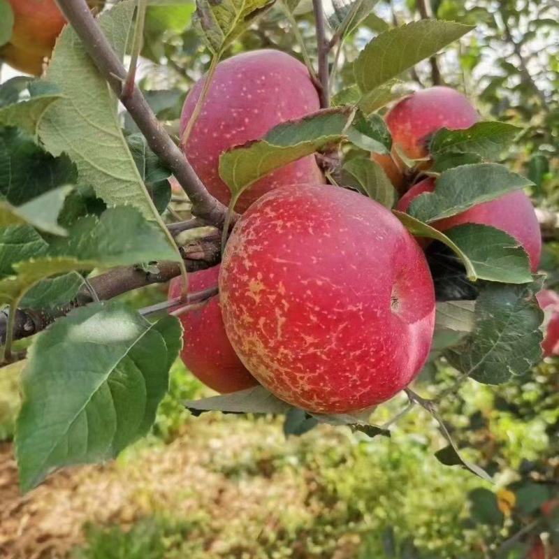 【推荐】昭通野生冰糖心丑苹果大量上市一件代发产地直发