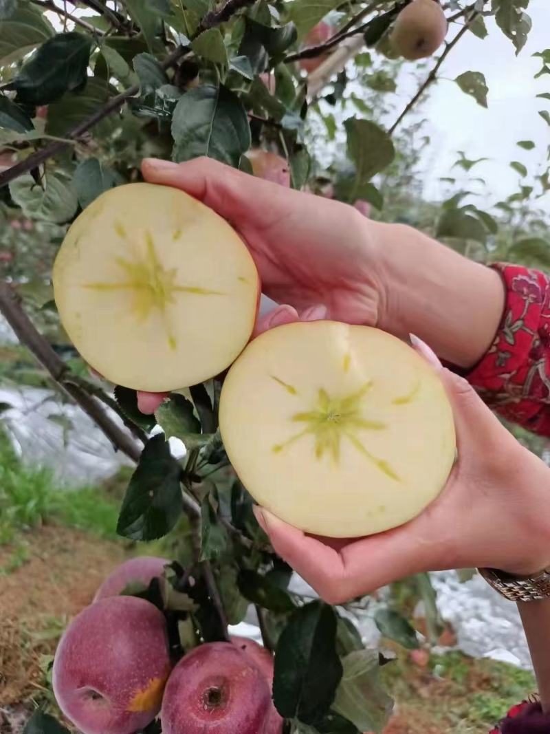 【推荐】昭通野生冰糖心丑苹果大量上市一件代发产地直发