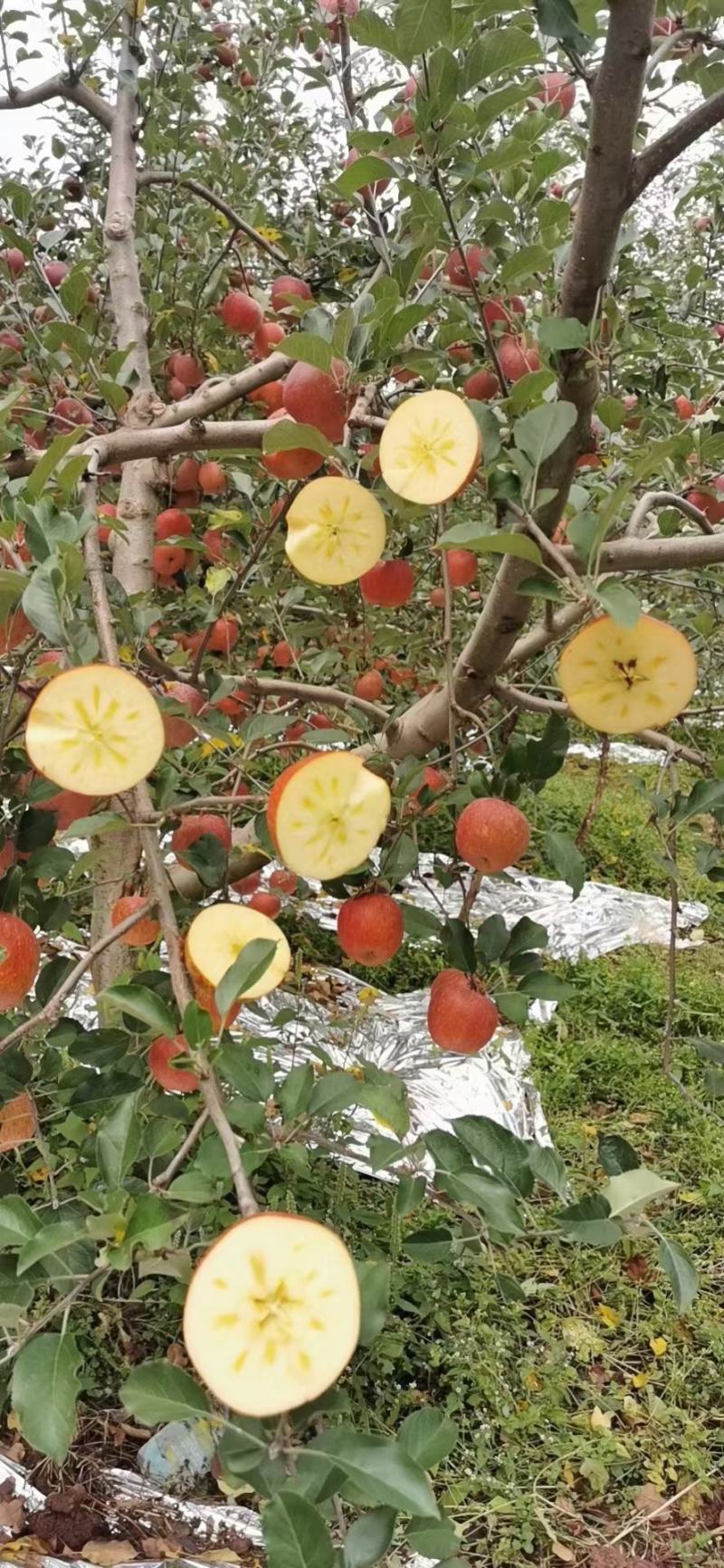【推荐】昭通野生冰糖心丑苹果大量上市一件代发产地直发