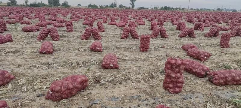 武威精品洋葱大量上市沙地种植质量有保证