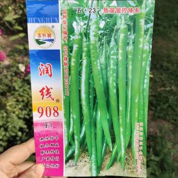润线908长线辣椒种子早中熟特大辣椒农家大田高产线椒种