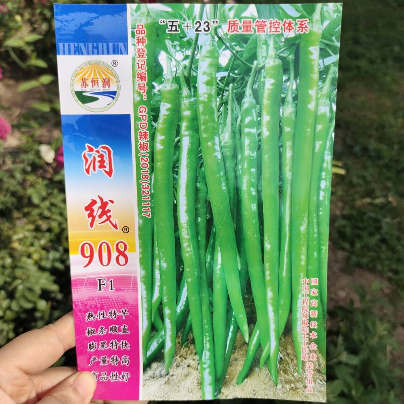 润线908长线辣椒种子早中熟特大辣椒农家大田高产线椒种