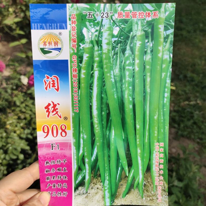 润线908长线辣椒种子早中熟特大辣椒农家大田高产线椒种