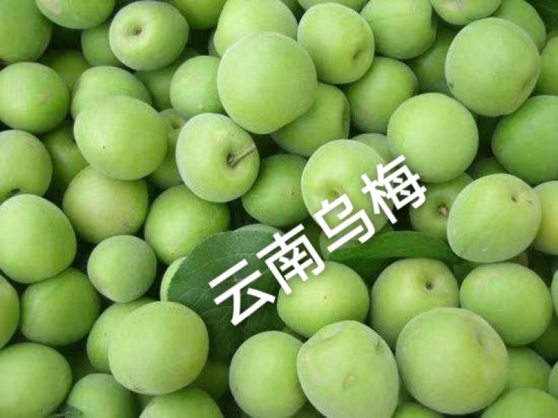 云南货源基地直供电烤乌梅过筛批发面向全国发售