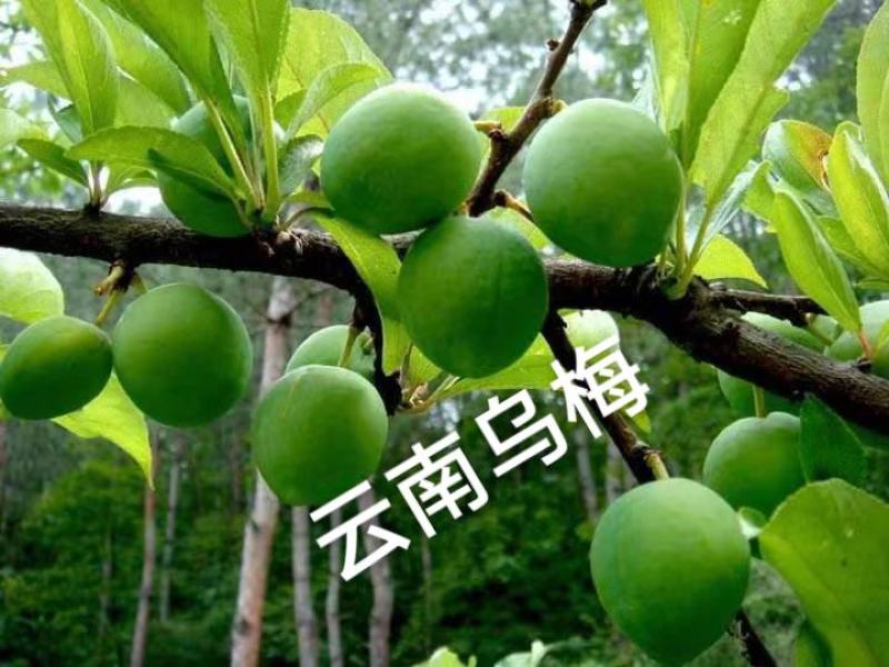 云南货源基地直供电烤乌梅过筛批发面向全国发售