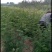 优质大红袍花椒苗高80公分以上